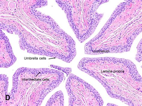 Renal Pelvis Histology Labeled