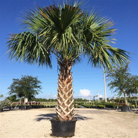 cabbage palm tree flowers - Shila Morey