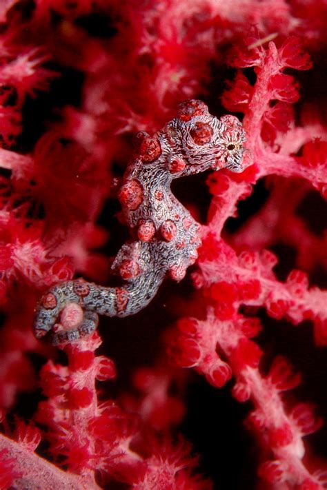 Pink Pygmy Seahorse by rickyangyc on DeviantArt