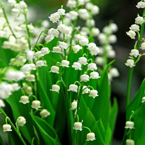 Buy lily-of-the-valley Convallaria majalis: £17.99 Delivery by Crocus