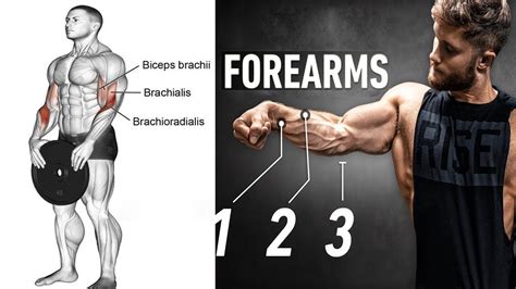 "Ultimate Forearm Workout Guide: Build Strength and Mass with Dumbbells ...