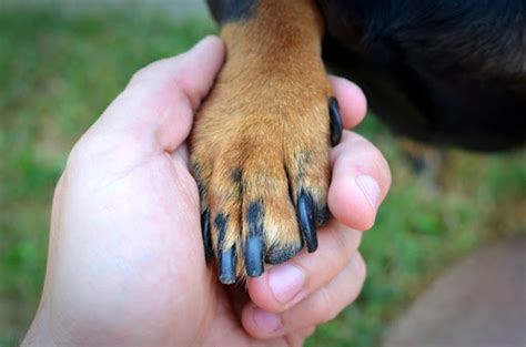 My Dog Has an Infected Toenail: What to Do? - Volhard Dog Nutrition