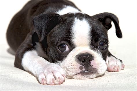 Cute Puppy Dogs: brown boston terrier puppies