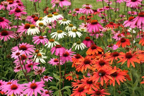 Echinacea: Tipps zu Aussaat, Standort und Pflege - beetfreunde.de