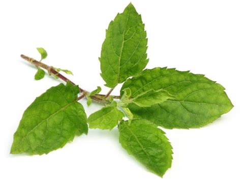 15 Amazing Benefits of Holy Basil - Tulsi | Organic Facts