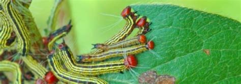 Azalea Caterpillars: Identification and Control of Caterpillars That ...