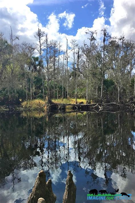 Fisheating Creek Wildlife Management Area | Imagine Our Florida, Inc