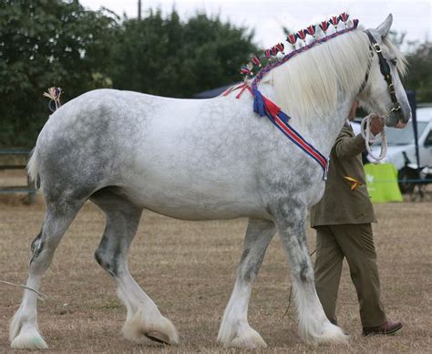 Grey Shire | Horse breeds, Horse coloring, Horse gear