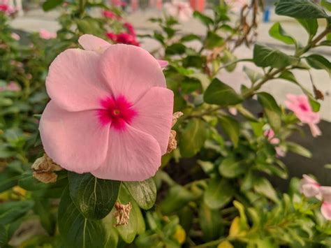 Growing Hawaiian Hibiscus: Popular Types and Essential Care Tips ...