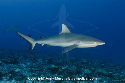 Grey Reef Shark Information and Picture | Sea Animals