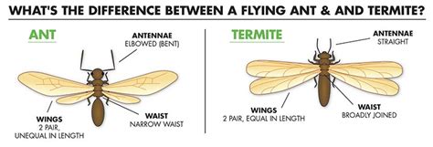 Flying Termites vs. Flying Ants: How to Spot the Difference | PestsGuide