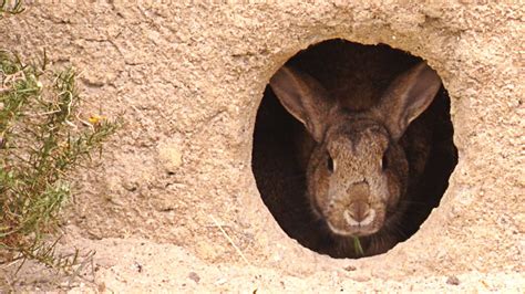 BBC Two - The Burrowers: Animals Underground, Episode 1