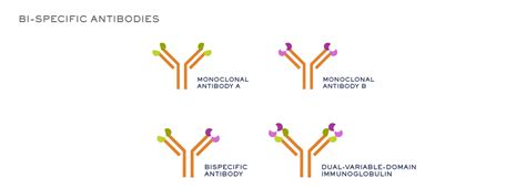 Bispecific Antibodies