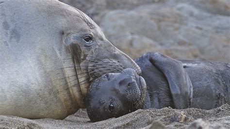 Elephant Seal Mother and Pup | Sean Crane Photography