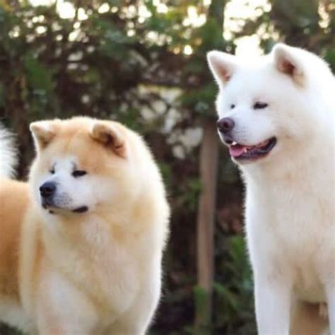 Shiba Inu and Akita Inu Puppies for adoption