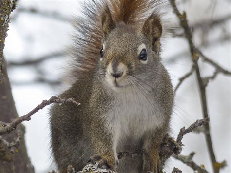 Free Images : tree, nature, forest, branch, snow, winter, animal ...