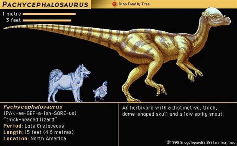 Pachycephalosaurus | dinosaur genus | Britannica.com