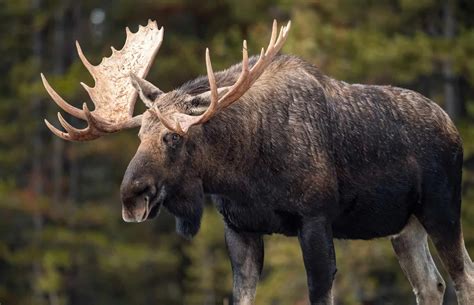 Discover the Largest Moose Ever Caught in Alaska - A-Z Animals