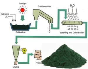 Growing Spirulina at Home Information | Agri Farming