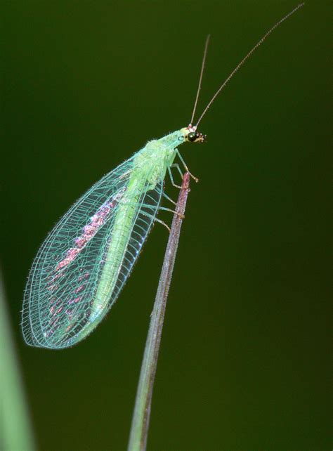 Real Monstrosities: Green Lacewing