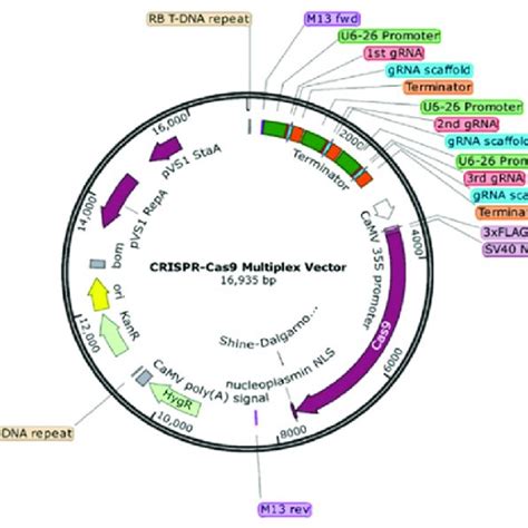 Schematic illustration of multiplex CRISPR-Cas9 vector. A binary ...