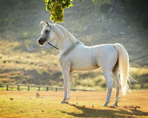 KLASS :: Mulawa Arabian Stud | Sydney Australia | White arabian horse ...