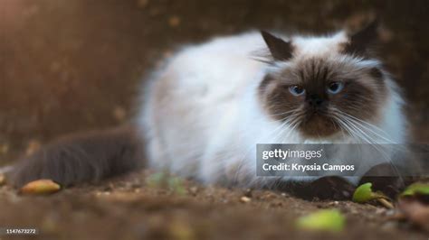 Seal Point Himalayan Cat Against Dark Background High-Res Stock Photo ...