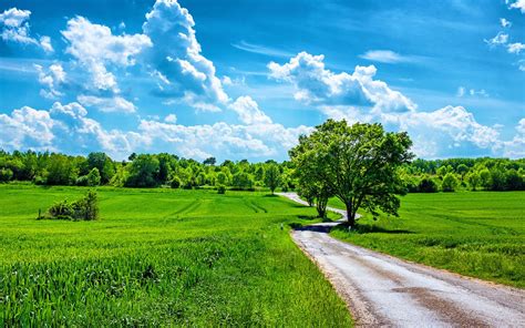 Field Wheat Country Road, Trees, Blue Sky With White Clouds, Spring ...