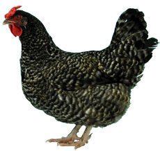 Dorking Chicken Dorking, Chicken Breeds, Galo, Rare Breed, Hobby Farms ...