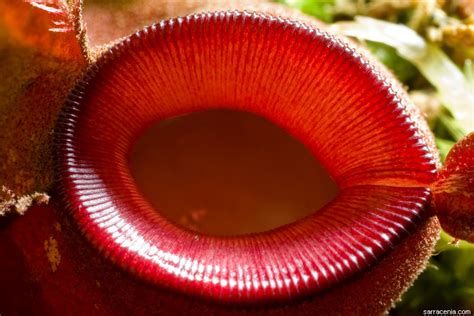 The Carnivorous Plant FAQ: autotrophic or heterotrophic?