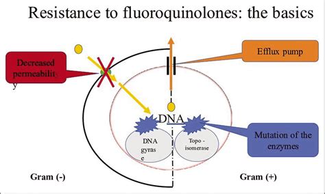 Fluoroquinolones: Structure, Classification, Mechanism of Action, and Antimicrobial Activity