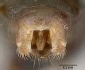 Solenopsis geminata - AntWiki