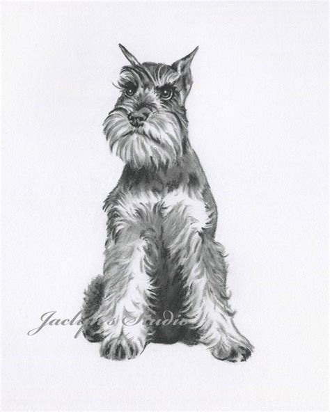 Schnauzer Art, Schnauzer Drawing, ORIGINAL Drawing, Schnauzer Sketch ...