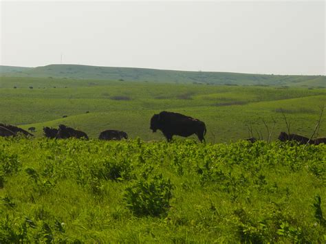 Konza Prairie. Bison | Natural landmarks, Prairie, Landmarks