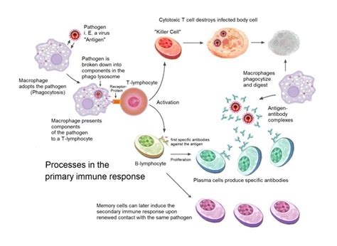 Cell-Mediated Immunity (CMI): T Cell Types and Functions • Microbe Online