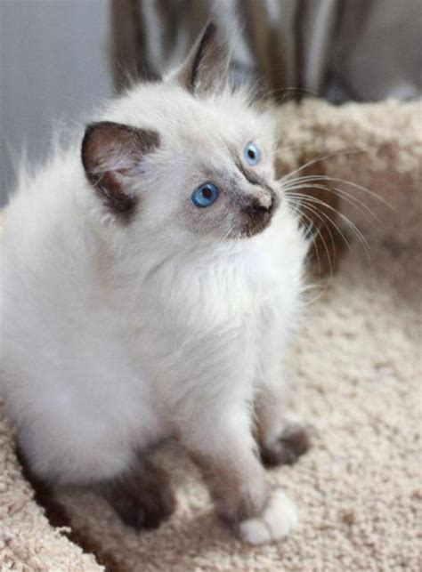 The Rare Snowshoe Cat & Its Unique Characteristics | Pouted.com