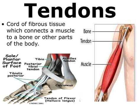 PPT - 7th Grade Unit 5: The Structure and Function of Body Systems ...