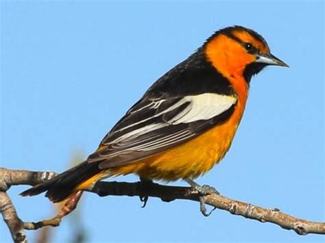 14 Birds With Orange Heads (With Photos) - Animal Hype