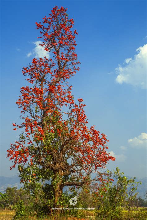 Let-pan Tree (Bombax Ceiba) | Bombax Ceiba, is commonly know… | Flickr