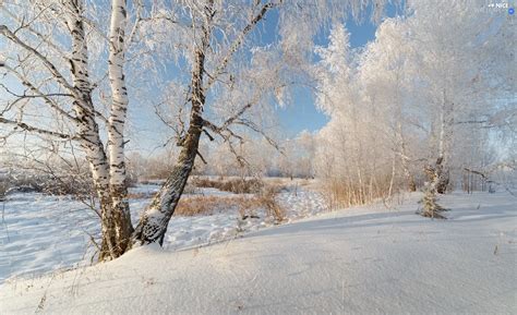 viewes, birch, Snowy, trees, winter - Nice wallpapers: 1920x1172