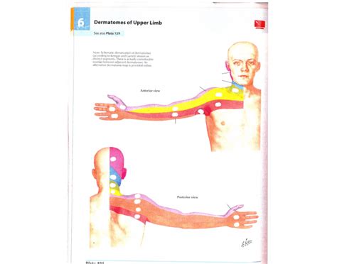 UE Dermatomes Quiz