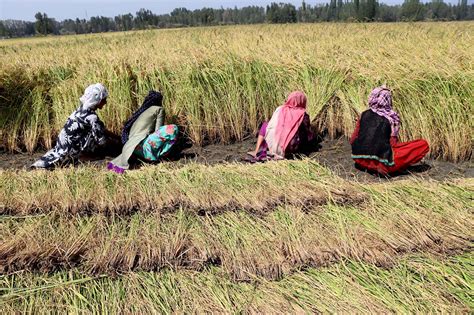 In Pictures: Kashmir's Paddy Harvesting