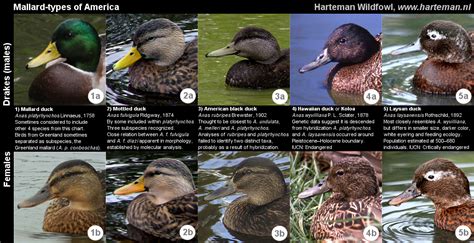 Harteman Wildfowl - The Laysan teal / Laysan duck