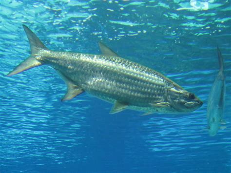 Atlantic tarpon - ZooChat