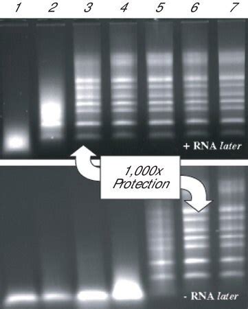 RNAlater Tissue Storage Reagent | Sigma-Aldrich