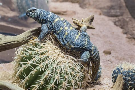 Egyptian Uromastyx Habitat