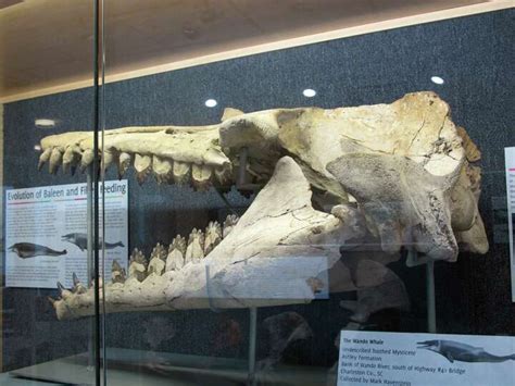 A fossil of the skull of a prehistoric whale found in Mount... Photo-7150909.97757 - seattlepi.com