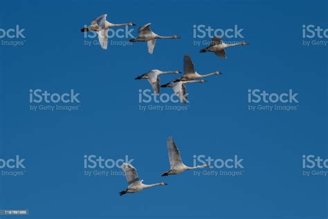 Tundra Swan Migration Stock Photo - Download Image Now - Animal, Animal ...