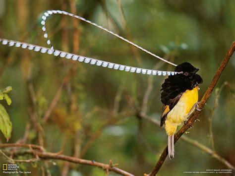 Here's The King of Saxony Bird of Paradise and It's Funkalicious ...