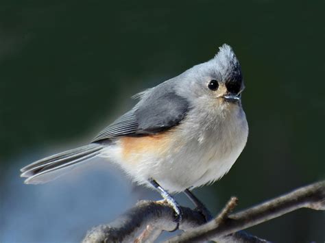 Tufted titmouse - song / call / voice / sound.